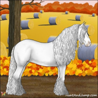 Horse Color:Cremello Appaloosa 