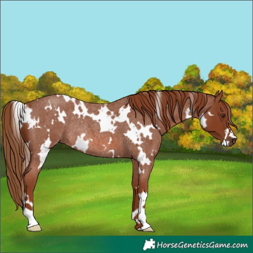 Horse Color:White Spotted Red Roan Rabicano 