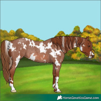 Horse Color:White Spotted Red Roan Rabicano