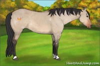 Horse Color:Bay Dun Rabicano 