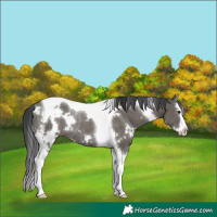 Horse Color:White Spotted Grullo Splash Tobiano Rabicano