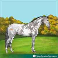 Horse Color:White Spotted Grullo Ice Rabicano