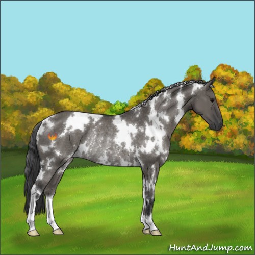 Horse Color:White Spotted Grullo Rabicano 