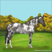 Horse Color:White Spotted Grullo Rabicano 