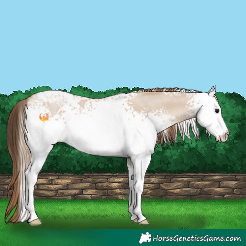 Horse Color:White Spotted Grullo Pearl 