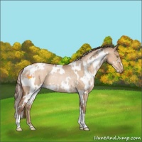 Horse Color:White Spotted Brown Pearl Dun Rabicano 