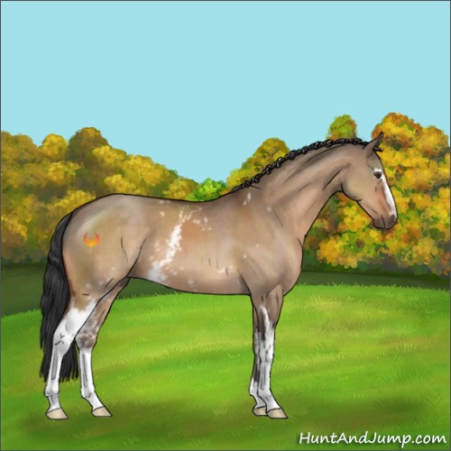 Horse Color:White Spotted Brown Dun 