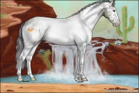 Horse Color:White Spotted Grullo Rabicano 