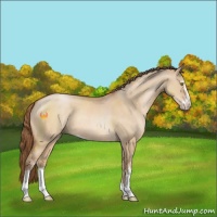 Horse Color:Brown Pearl Dun Sabino 