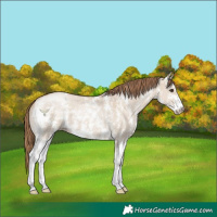 Horse Color:Grullo Pearl Sabino