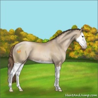 Horse Color:Grullo Pearl Splash 