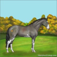 Horse Color:Grullo Sabino 