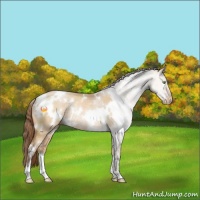 Horse Color:White Spotted Brown Pearl Dun Rabicano 