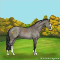 Horse Color:Grullo Sabino 