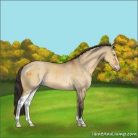 Horse Color:Buckskin Dun Sabino Rabicano