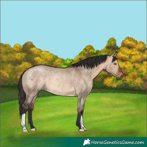 Horse Color:Bay Dun Rabicano 