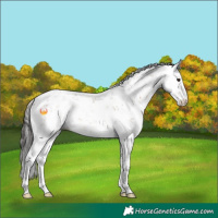 Horse Color:Brown Dun Sabino Rabicano 