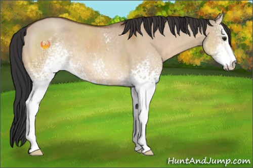 Horse Color:White Spotted Bay Dun Sabino