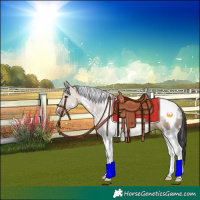 Horse Color:White Spotted Brown Dun Tobiano Rabicano 