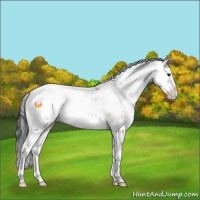 Horse Color:Brown Dun Sabino