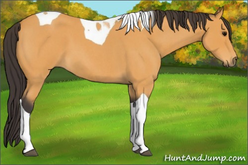 Horse Color:Buckskin Roan Tobiano 