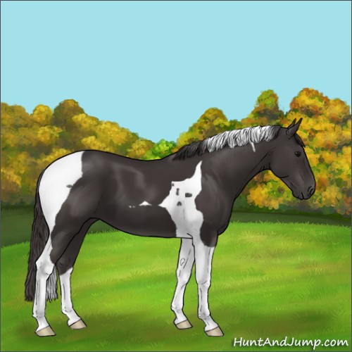 Horse Color:Smoky Black Tobiano
