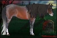 Horse Color:Bay Splash 