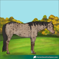 Horse Color:Liver Red Dun Brindle 