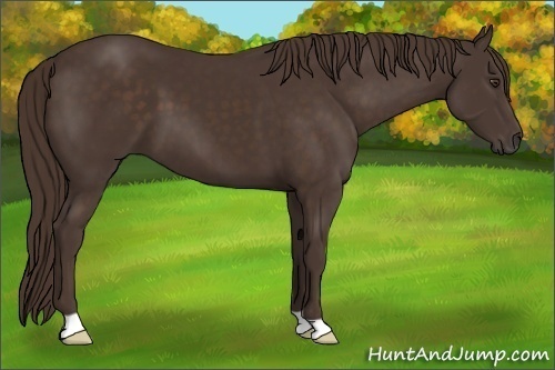 Horse Color:Liver Chestnut 