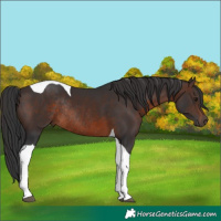 Horse Color:Brown Tobiano Rabicano 