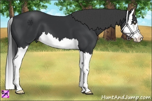 Horse Color:Black Splash