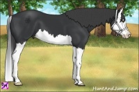 Horse Color:Black Splash