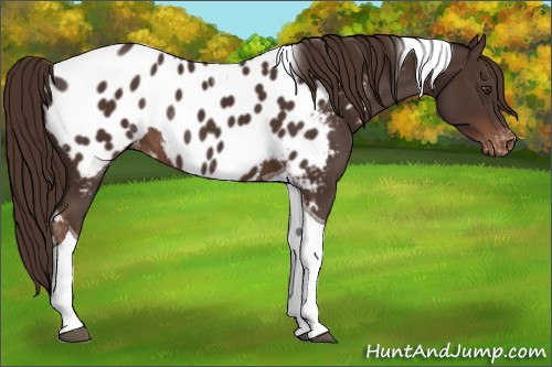 Horse Color:Liver Chestnut Tobiano Appaloosa Rabicano 
