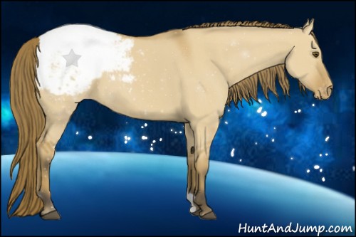Horse Color:Buckskin Dun Appaloosa 
