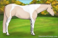 Horse Color:Buckskin Pearl Tobiano