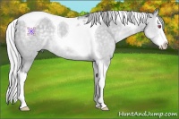 Horse Color:Silver Grullo Chinchilla Splash Tobiano