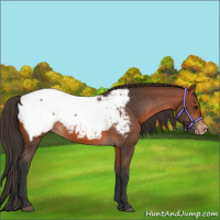 Horse Color:Bay Appaloosa 