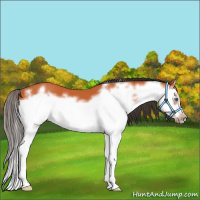 Horse Color:Bay Splash Frame 