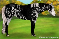 Horse Color:Void Platinum Gold Champagne Roan Pearl Tobiano Appaloosa Rabicano 