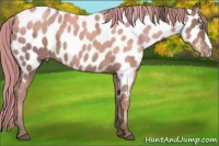 Horse Color:Black Pearl Near Leopard