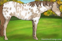 Horse Color:Chocolate Smoky Black Pearl Appaloosa Rabicano 