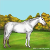 Horse Color:Gray Red Roan