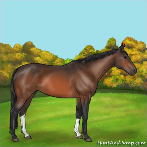 Horse Color:Brown 