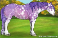 Horse Color:Watercolor Brown Sabino Splash 