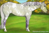 Horse Color:Watercolor White Spotted Silver Brown Dun Sabino 
