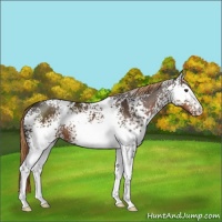 Horse Color:White Spotted Liver Chestnut 