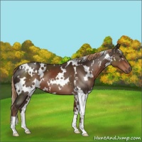 Horse Color:White Spotted Liver Chestnut 