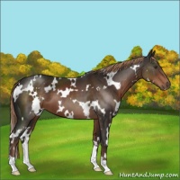 Horse Color:White Spotted Liver Chestnut