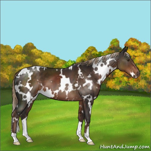 Horse Color:White Spotted Liver Chestnut 