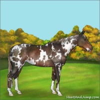 Horse Color:White Spotted Liver Chestnut 